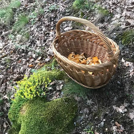 Studen Jaz Apartament *