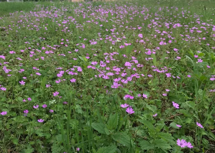 Studen Jaz 公寓 克拉列沃